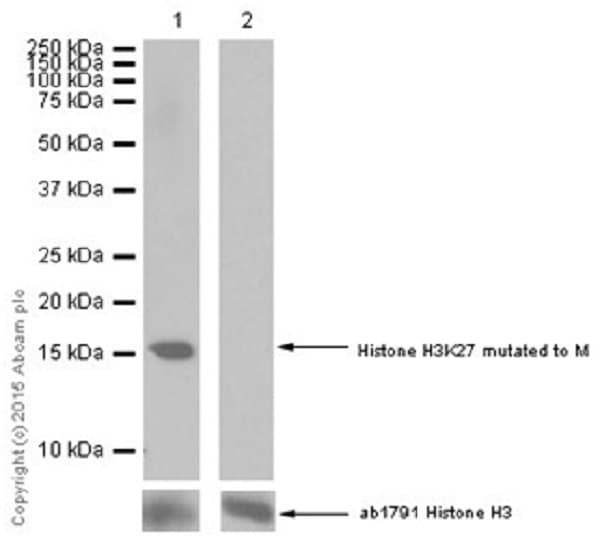 Anti-Histone H3 (mutated K27M) antibody [EPR18340] - ChIP Grade(AB190631)