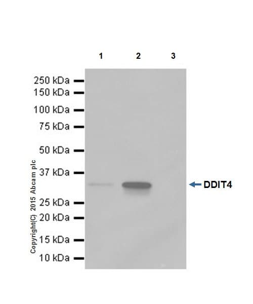 Anti-REDD-1/DDIT4 antibody [EPR18716](AB191871)