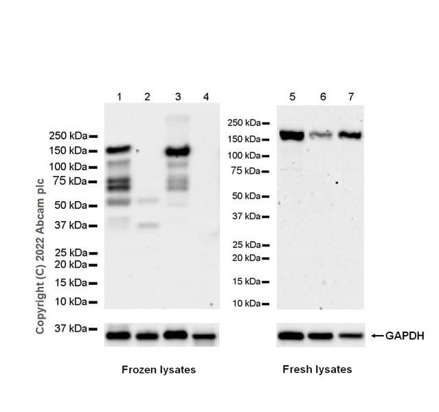 Anti-SMCR8 antibody [EPR26215-5] - BSA and Azide free(AB303549)