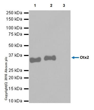 Anti-Otx2 antibody [EPR20375](AB183951)
