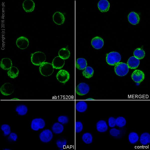 Anti-DOCK8 antibody [EPR12511](AB175208)