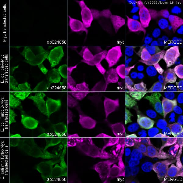 Anti-Myc tag antibody(AB9106)