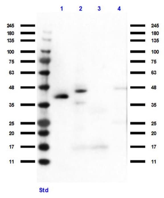 Anti-HEY1 antibody(AB235173)