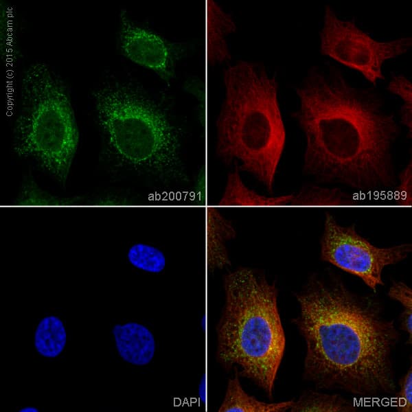 Alexa Fluor® 488 Anti-Annexin-2/ANXA2 antibody [EPR13052(B)](AB200791)