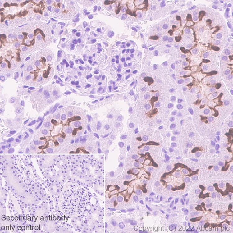 Anti-Sodium/Hydrogen Exchanger 3/NHE-3 antibody [EPR26951-3] - BSA and Azide free(AB307366)