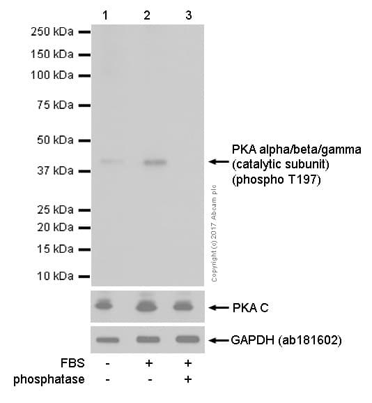 Anti-PKA alpha/beta/gamma (catalytic subunit) (phospho T197) antibody [EP2606Y](AB75991)