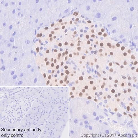 Anti-nkx6.1 antibody [EPR20405] - BSA and Azide free(AB240398)