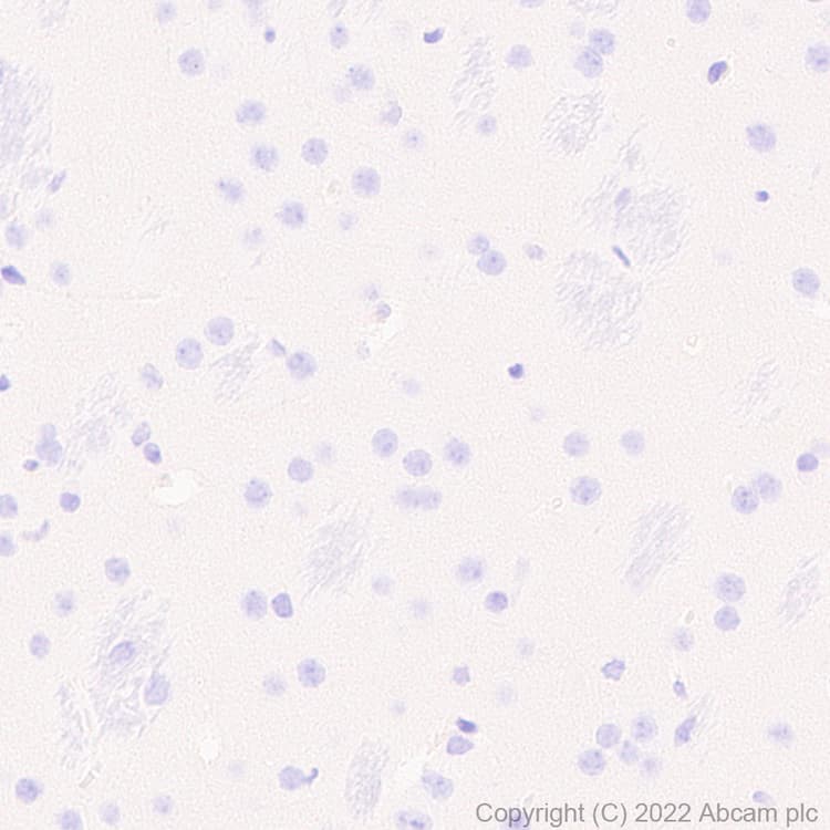 Anti-T-bet / Tbx21 antibody [EPR25086-9] - BSA and Azide free(AB300452)