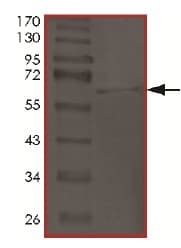Ab174065  Sds Page Img23576