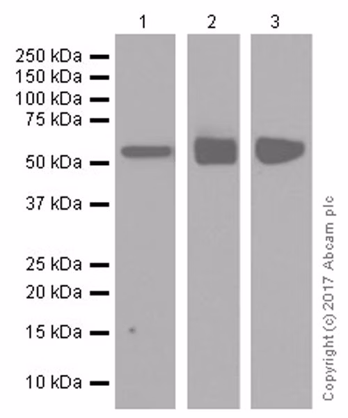 Prame Antibody Epr20330 Ab219650 Western Blot Img71302