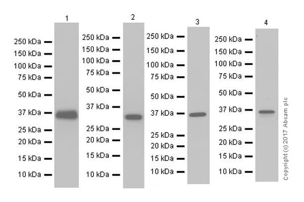 Anti-APE1 antibody [EPR18378-45] - ChIP Grade(AB189474)