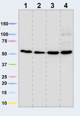 Anti-ATPB antibody [3D5] - Mitochondrial Marker(AB14730)
