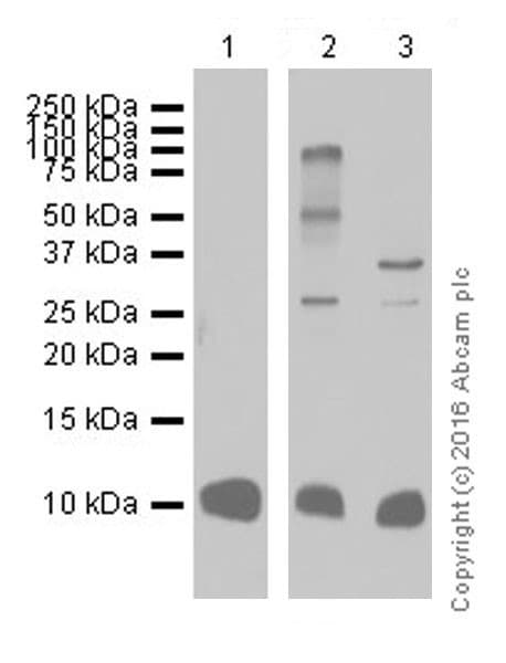 S100 Alpha Antibody Epr19013 Ab183979  Western Blot Img61200