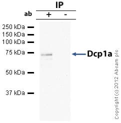 Anti-Dcp1a antibody(AB47811)