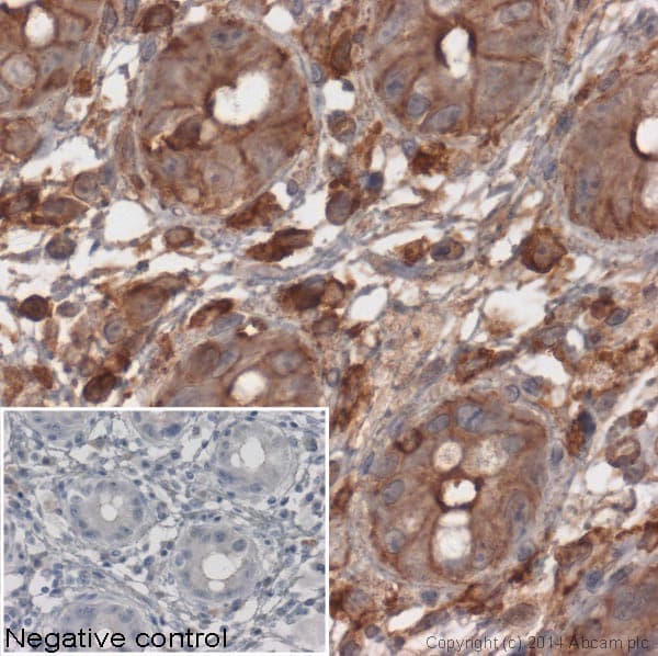Anti-beta Actin antibody [mAbcam 8224] - Loading Control(AB8224)