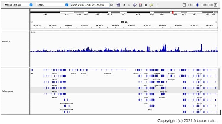 Anti-Histone H3 (tri methyl K9) antibody [EPR16601] - ChIP Grade(AB176916)