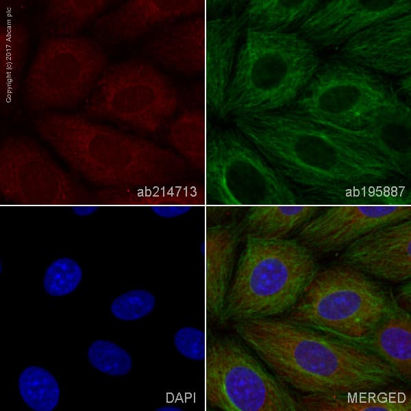 Alexa Fluor® 647 Anti-NFkB p100/NFKB2 antibody [EPR4686-66](AB214713)