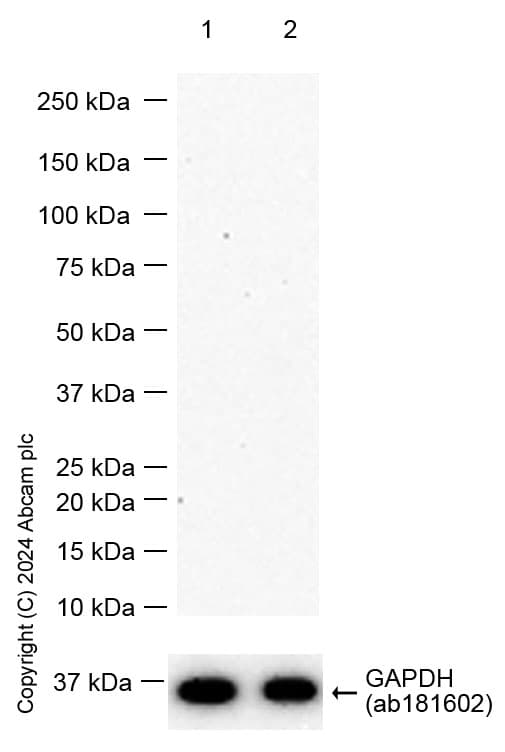 Natriuretic Peptides A Antibody Epr22089 283 Ab225844  Western Blot Img431749
