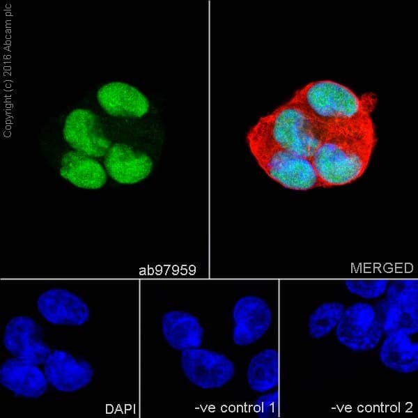 Anti-SOX2 antibody(ab97959)