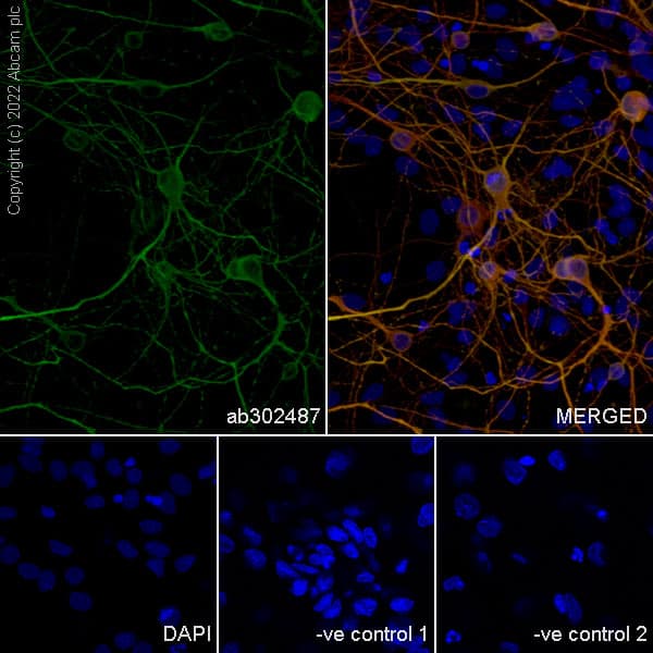 Anti-MAP2 antibody [EPR19691] - Goat IgG (Chimeric)(AB302487)