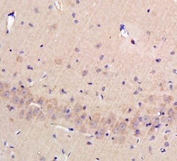Anti-Osteopontin antibody(AB216402)