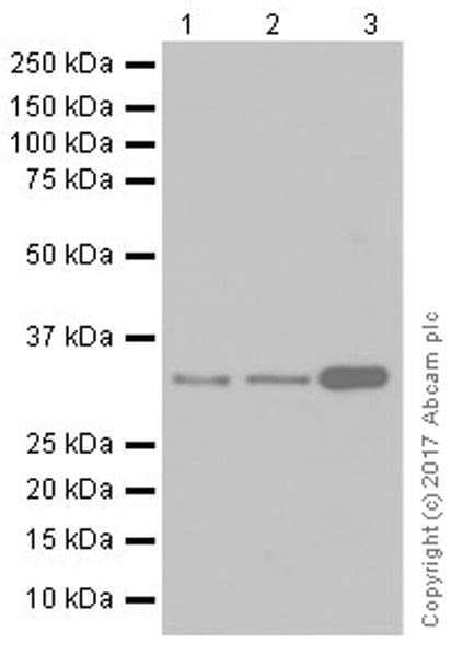 Alkbh4 Antibody Epr19216 Ab195379  Western Blot Img152297