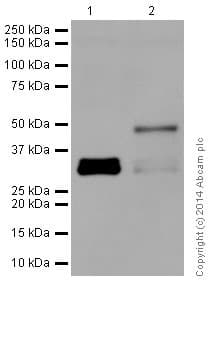 Anti-PAX6 antibody [EPR15858](AB195045)
