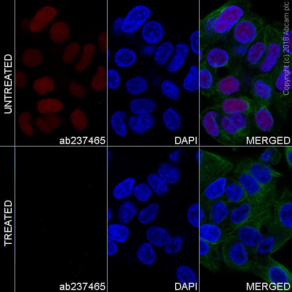 Alexa Fluor® 647 Anti-Nrf2 (phospho S40) antibody [EP1809Y](AB237465)