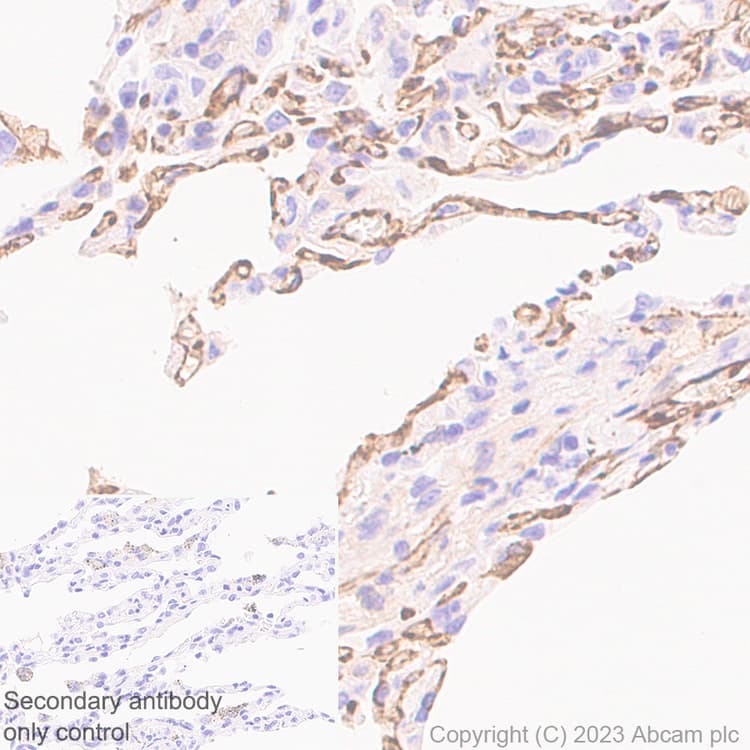 Anti-VE Cadherin antibody [EPR27436-55] - BSA and Azide free(AB313633)