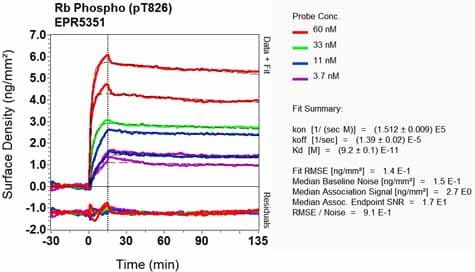 Anti-Rb (phospho T826) antibody [EPR5351] - BSA and Azide free(AB219159)