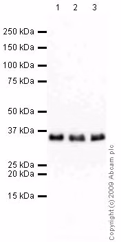 Rpa32 Rpa2 Antibody 9h8 Ab2175 Western Blot Img83319