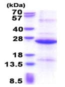 Ab177672  Sds Page Img48924