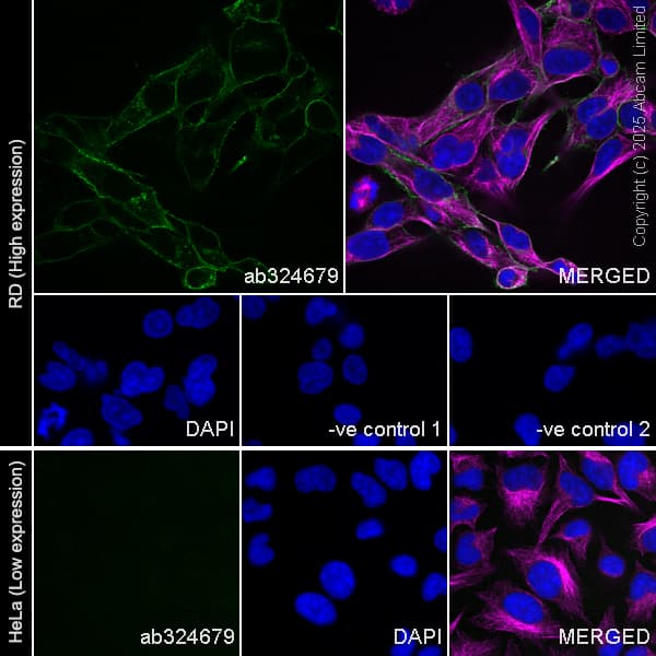 Goat Anti-Rabbit IgG H&L (Alexa Fluor® 488) preadsorbed(AB150081)