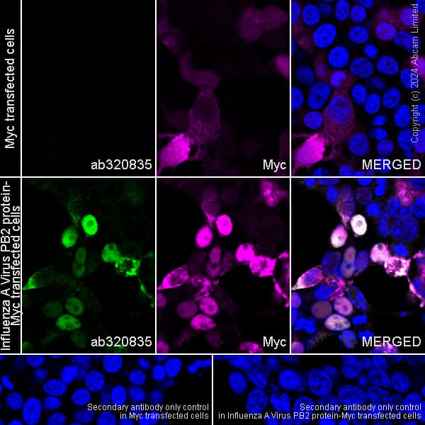 Alexa Fluor® 594 Anti-Myc tag antibody [9E10](AB223894)