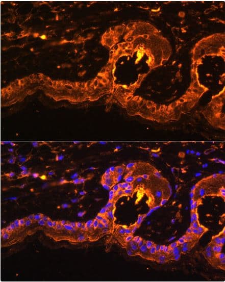 Anti-Tyrosinase antibody(AB180753)