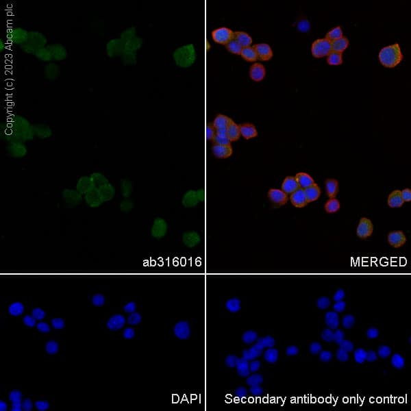 Anti-Aldose reductase antibody [EPR28780-7] - BSA and Azide free(AB316017)