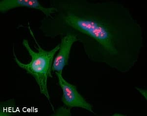 Nucleolin Antibody 364 5 Ab136649  Immunocytochemistry Immunofluorescence Img107984