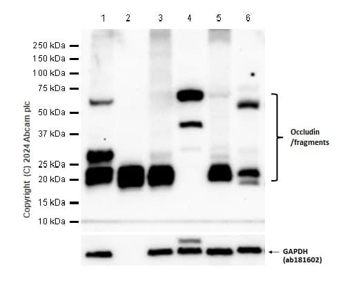Anti-Occludin antibody [EPR20992](AB216327)