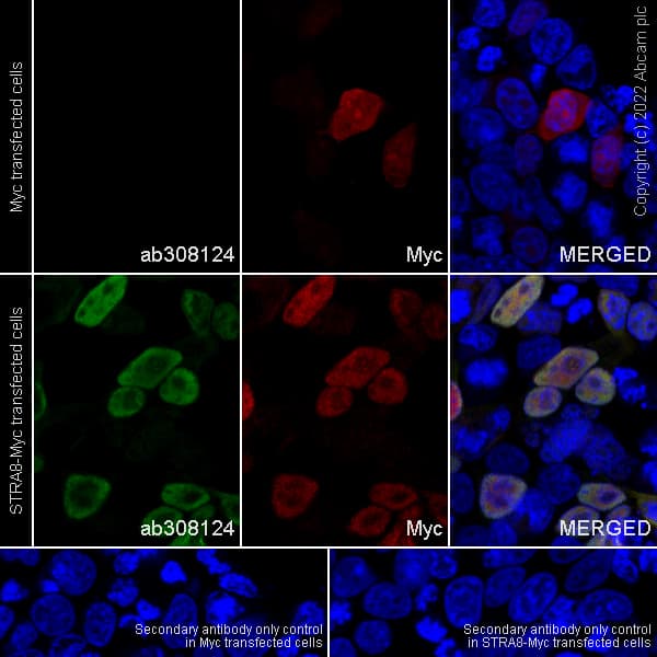 Anti-Stra8 antibody [EPR27083-56](AB308124)