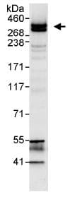 Chd6 Antibody Ab114095  Immunoprecipitation Img81156