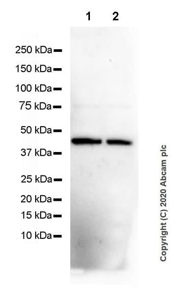 Cxcr5 Antibody Epr23463 30 Ab254415  Western Blot Img53709
