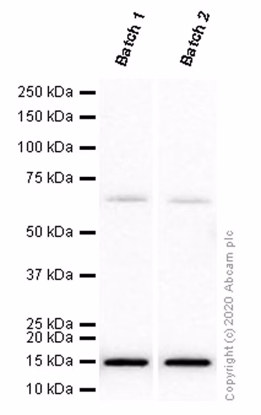 Iba1 Antibody Epr16588 Ab178846 Western Blot Img165544