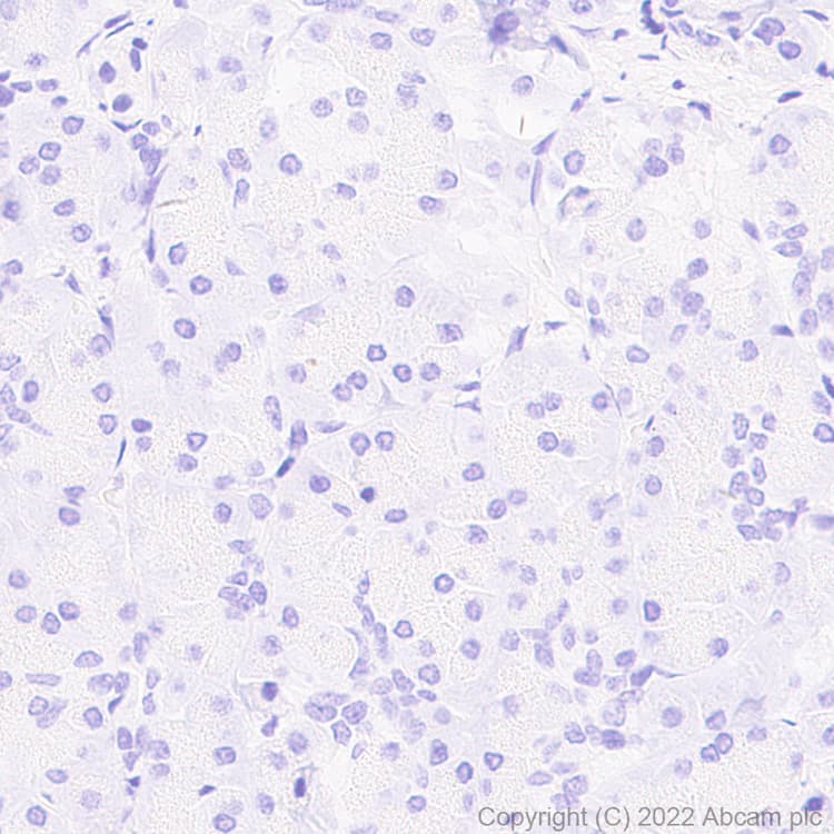 Anti-Aldolase C - C-terminal antibody [EPR26896-2] - BSA and Azide free(AB307413)