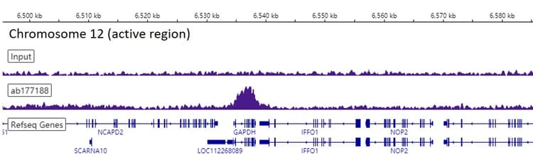 Anti-Histone H4 (mono methyl K20) antibody [EPR16999] - ChIP Grade(AB177188)