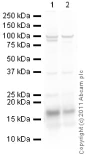 Goat Rabbit Igg H L Hrp Preadsorbed Ab97080  Western Blot Img96304