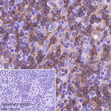 Anti-CD4 antibody [SP35](AB213215)