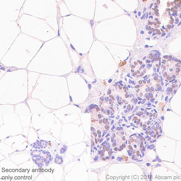 Anti-SOX10 antibody [SP267](AB227680)