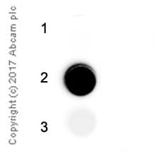 N2n2 Dimethylguanosine M22g Antibody Epr 19838 40 Ab211488  Immunoprecipitation Img132881