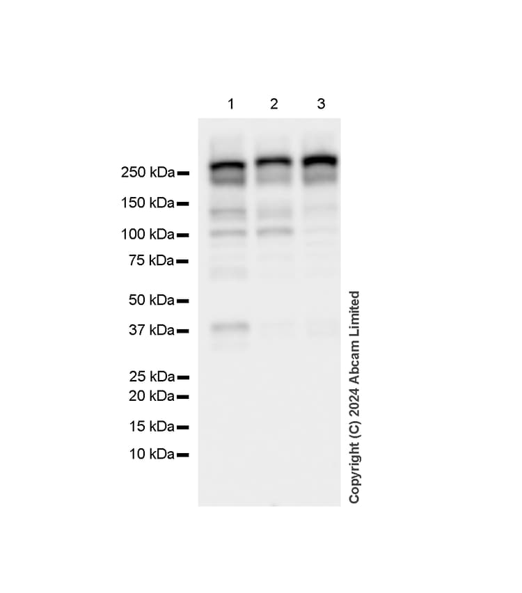 Mtor Antibody Rm1258 Ab322444  Western Blot Img438180