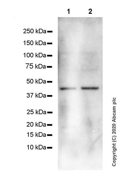Cxcr5 Antibody Epr23463 30 Ab254415  Western Blot Img3233